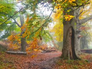 the book of enchanted living, the magic beech wood, sarah bartlett writer and author
